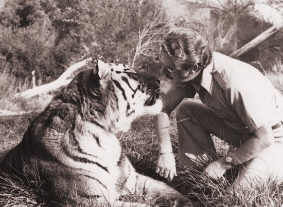 Siberian Tiger Ivan and Fred R Krug, Photo by Tippi Hedren